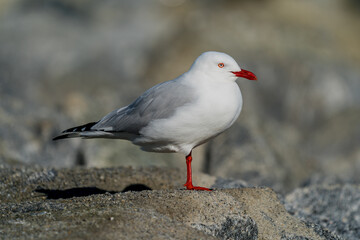 Naklejka premium Sea gull on rocks