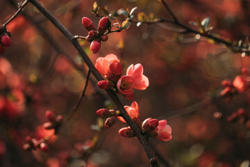 red berries in autumn