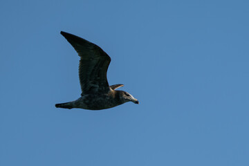 Albatros in flight 