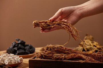 Front view of female hand holding a angelica sinensis on brown background. Chinese herbs work...