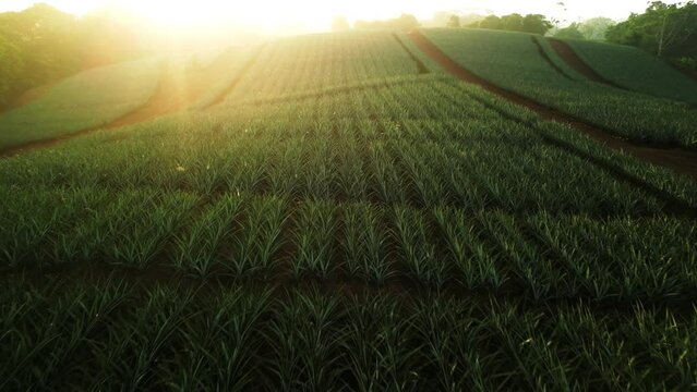 Aerial push out shot of a pineapple plantation during golden hour sunrise in Costa Rica.