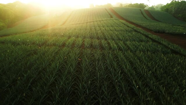 Aerial push in shot of a pineapple plantation during sunrise in Costa Rica. Golden Hour in a field of crops.
