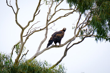 Wedge tail eagle 
