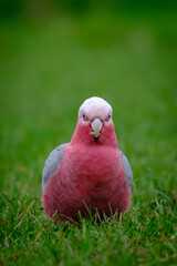 Galah with attitude 