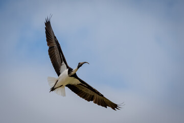 Ibis in flight