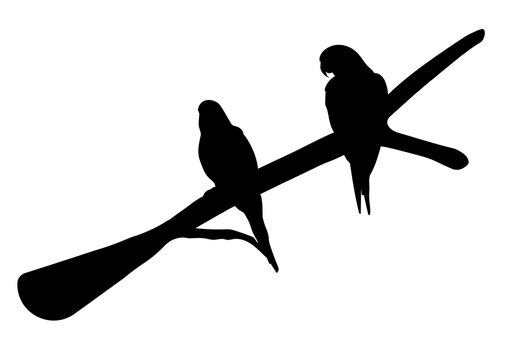 graphics image drawing silhouette bird macaw on branch transparency image