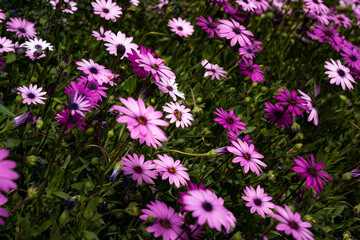 Obraz premium daisies in the garden