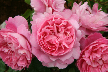 Rosa 'Mary Rose' (Ausmary). An English shrub rose bred by David Austin.