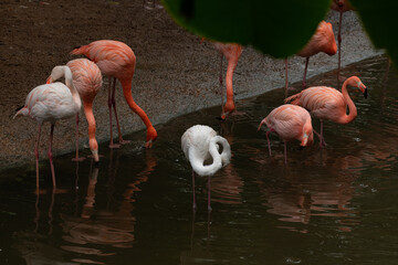 A group of eight flamingoes standing at the edge of a pool
