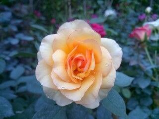 roses in the garden