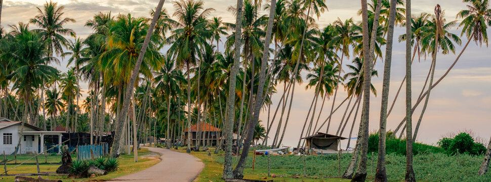 Beautiful coconut trees scenery during dusk at Kampung Jambu Bongkok, Marang, Terengganu, Malaysia