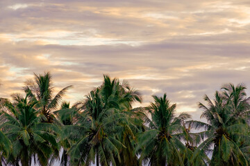 Fototapeta na wymiar Beautiful coconut trees scenery during dusk at Kampung Jambu Bongkok, Marang, Terengganu, Malaysia