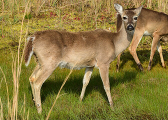 Naklejka na ściany i meble Deer at St Andrews State Park, Panama City Florida