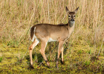 Deer at St Andrews State Park, Panama City Florida