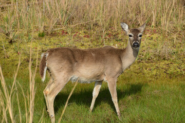 Deer at St Andrews State Park, Panama City Florida