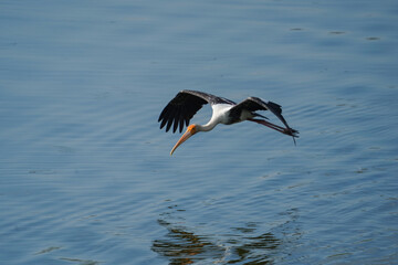 painted stork searching on its prey