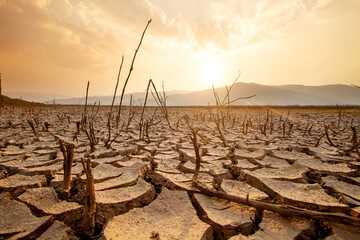 Dead trees on dry cracked earth metaphor Drought, Water crisis and World Climate change. - obrazy, fototapety, plakaty