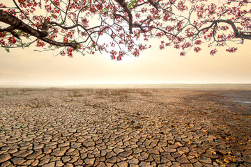 Landscape of Dry cracked earth and trees with red flower metaphor climate change and end of world.