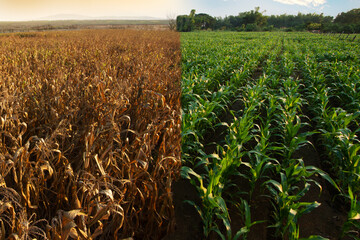 Green agriculture fields and Dead crops with dry environment metaphor drought and climate change.