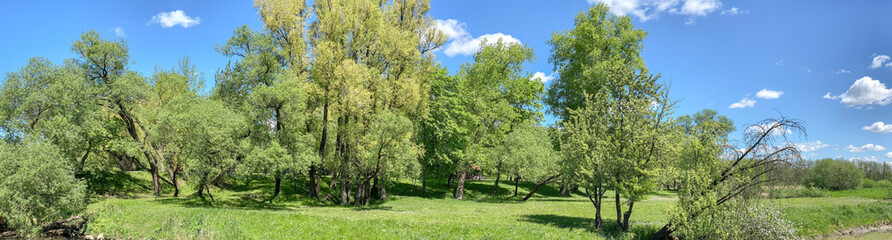Fototapeta na wymiar panoramic landscape of spring park with trees on green lawn under blue sky