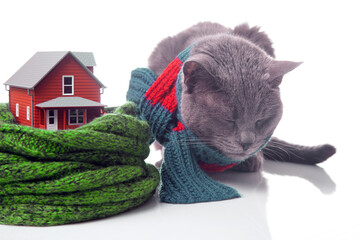 gray cat with a warm scarf next to a house model insulated with a knitted scarf on a white background. The concept of warming and comfort of home life