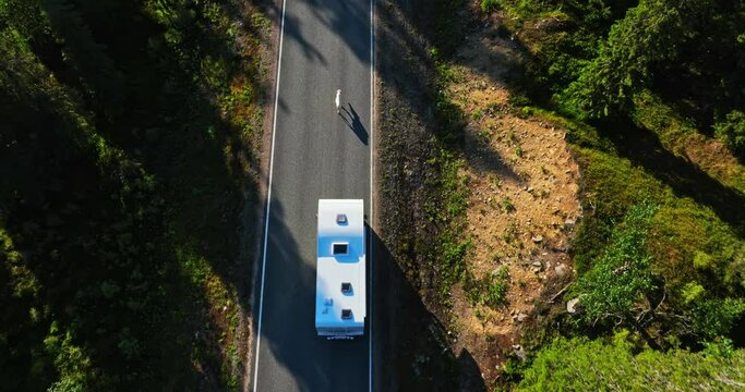 Aerial view of a white Caribou blocking the way for a RV on a arctic forest road