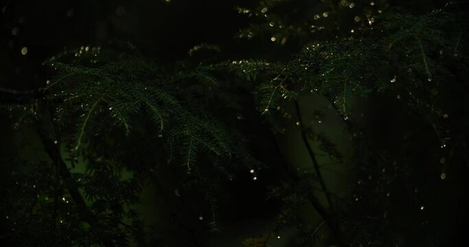Rain drops on light-dappled hemlocks