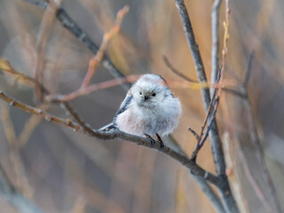 European long-tailed tit, latin name Aegithalos caudatus. A bird sitting on a branch in a deciduous forest.
