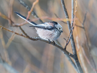 European long-tailed tit, latin name Aegithalos caudatus. A bird sitting on a branch in a deciduous forest.