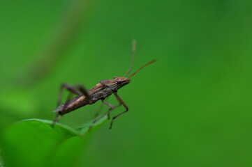 green shield bug