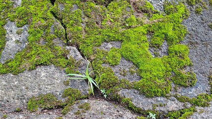 Obraz premium moss and grass grow on the rock garden