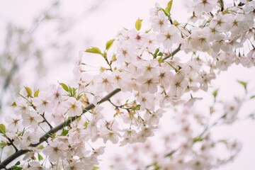 Japanese sakura cherry blossoms against blue sky