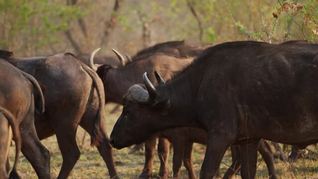 Side View Of Buffalos Walking And Standing On Grass