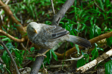 Jungle babbler