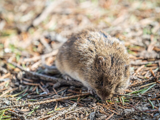 A closeup of a Common vole, Microtus arvalis, on the ground with a blurry background