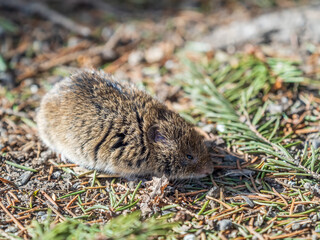 A closeup of a Common vole, Microtus arvalis, on the ground with a blurry background