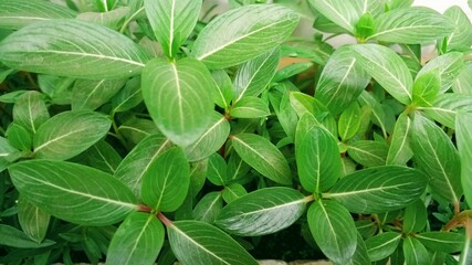 Green small plant