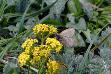 チシマキンレイカの吸蜜をするダイセツタカネヒカゲ（北海道・大雪山）
