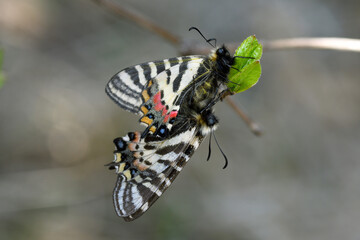 ヒメギフチョウの交尾（北海道・知床）
