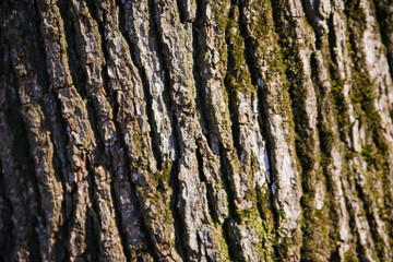 The texture of the tree bark. Tree in the park close-up. Relief texture and background.