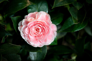 Close-up of Camellia flower with pinkish-orange petals blooming in the garden on a dark green background. Camellia that used as a drink,  tea, or food (oil in seeds) and used to decorate the garden.