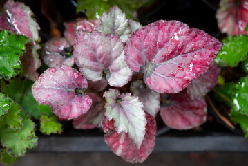 Natural background of Purplish red begonia leaves with water droplets. The ornamental plants for...
