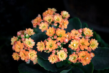 Close-up of small Orange Kalanchoe flowers blooming in the garden with natural sunlight on a dark background. Succulent plants. The ornamental plants for decorating in the garden or room decor.