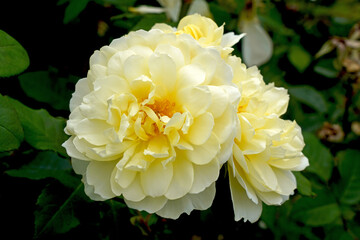 Rosa 'Imogen' (Austritch). An English shrub rose bred by David Austin Roses.