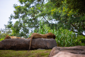 Male and Female Lions