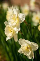 Naklejka na ściany i meble Spring flower narcissus close-up in the garden
