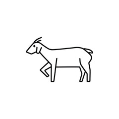 Obraz premium walking goat