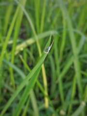 Water drops on leaves 