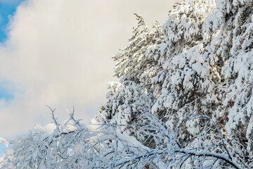 Frozen trees covered with snow against a blue sky. The tops of snow-covered pines under a blue sky. Tall pines in the snow under a blue cloudy sky.