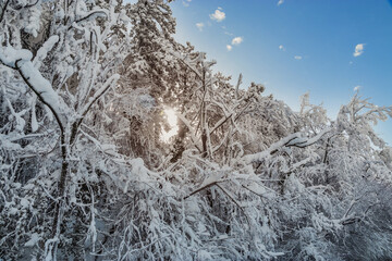 The tops of snow-covered pines under a blue sky. Frozen trees covered with snow against a blue sky. Tall pines in the snow under a blue cloudy sky.